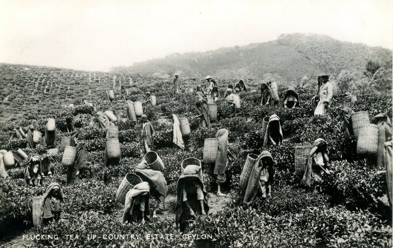 Teetä kyniminen, maatila, Ceylon, n. 1900-1930 (mv/w kuva) tekijältä Ltd. Ceylon Plâté