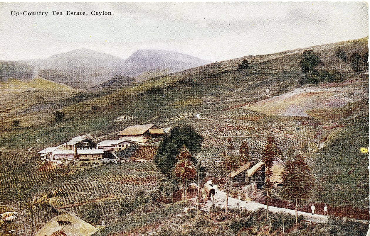 Up-Country Tea Estate, Ceylon, noin 1900-20 (käsiväritetty valokuva). tekijältä Ltd. Ceylon Plâté