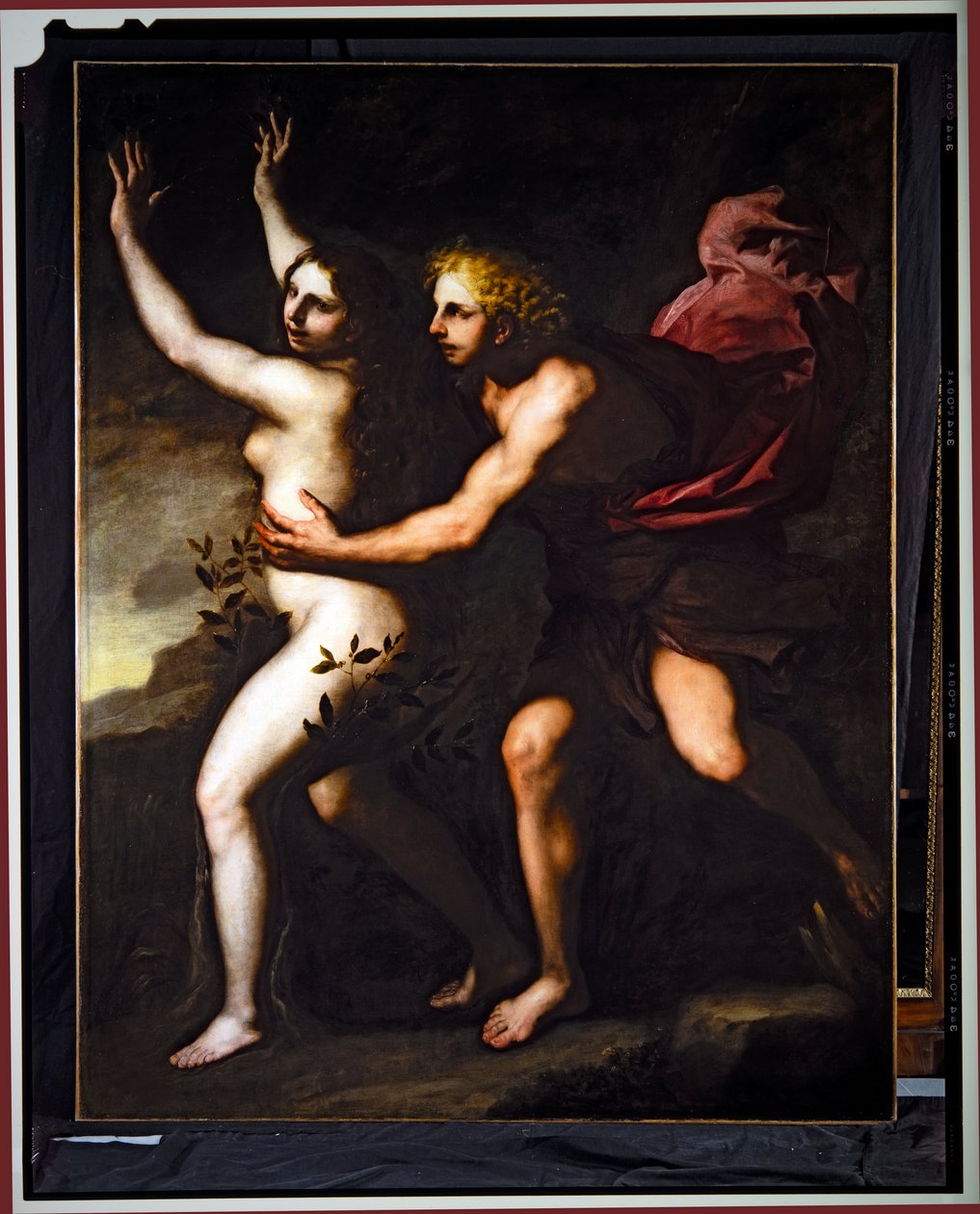 Apollo ja Daphne (öljy kankaalle) tekijältä Luca Giordano