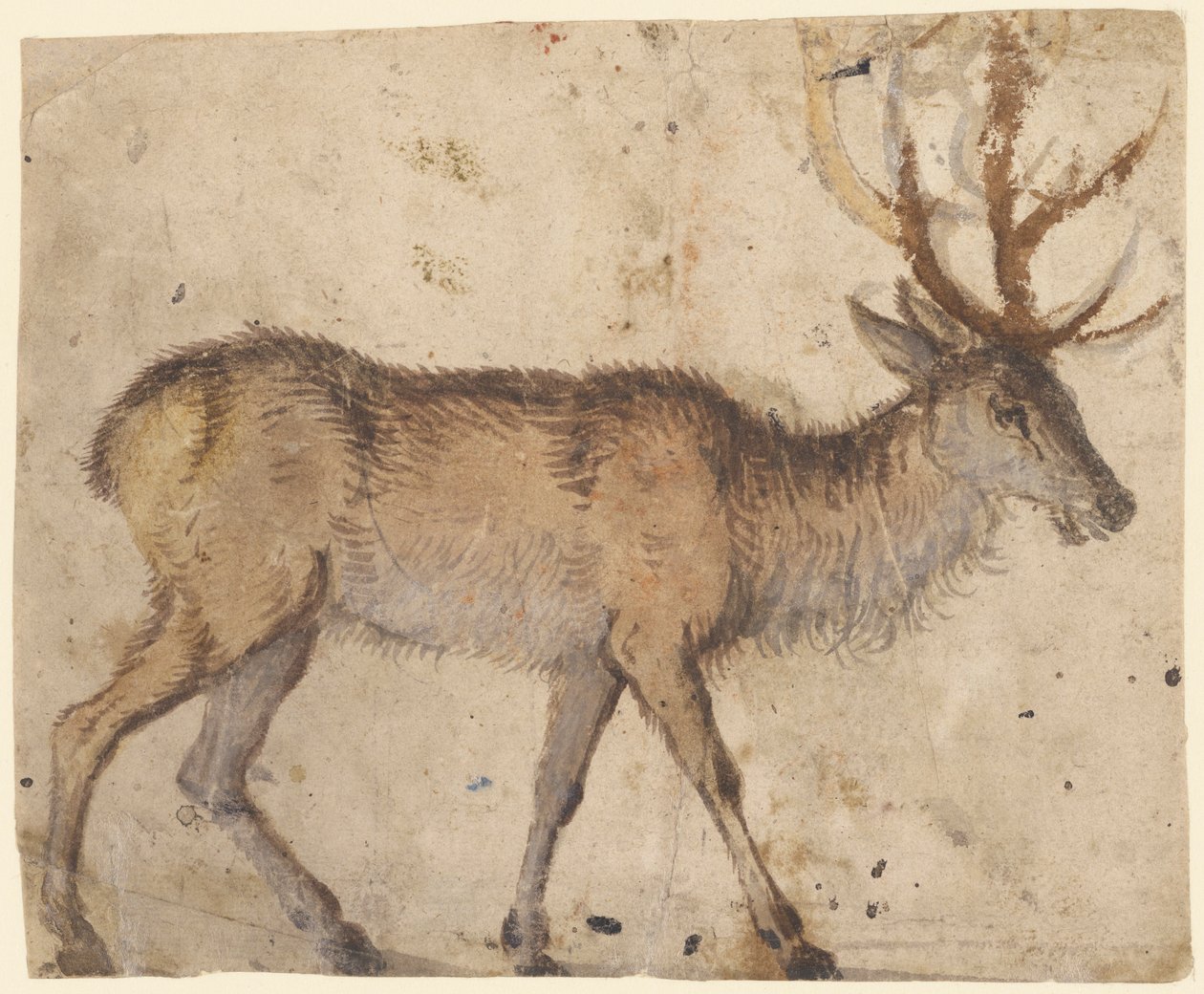 Studie eines Hirsch
