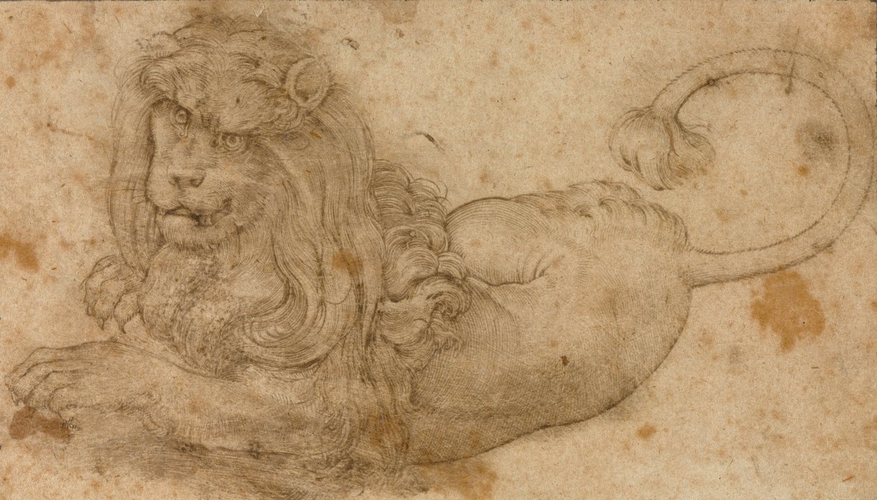 Tutkimus eines Löwen tekijältä Lucas Cranach the Elder