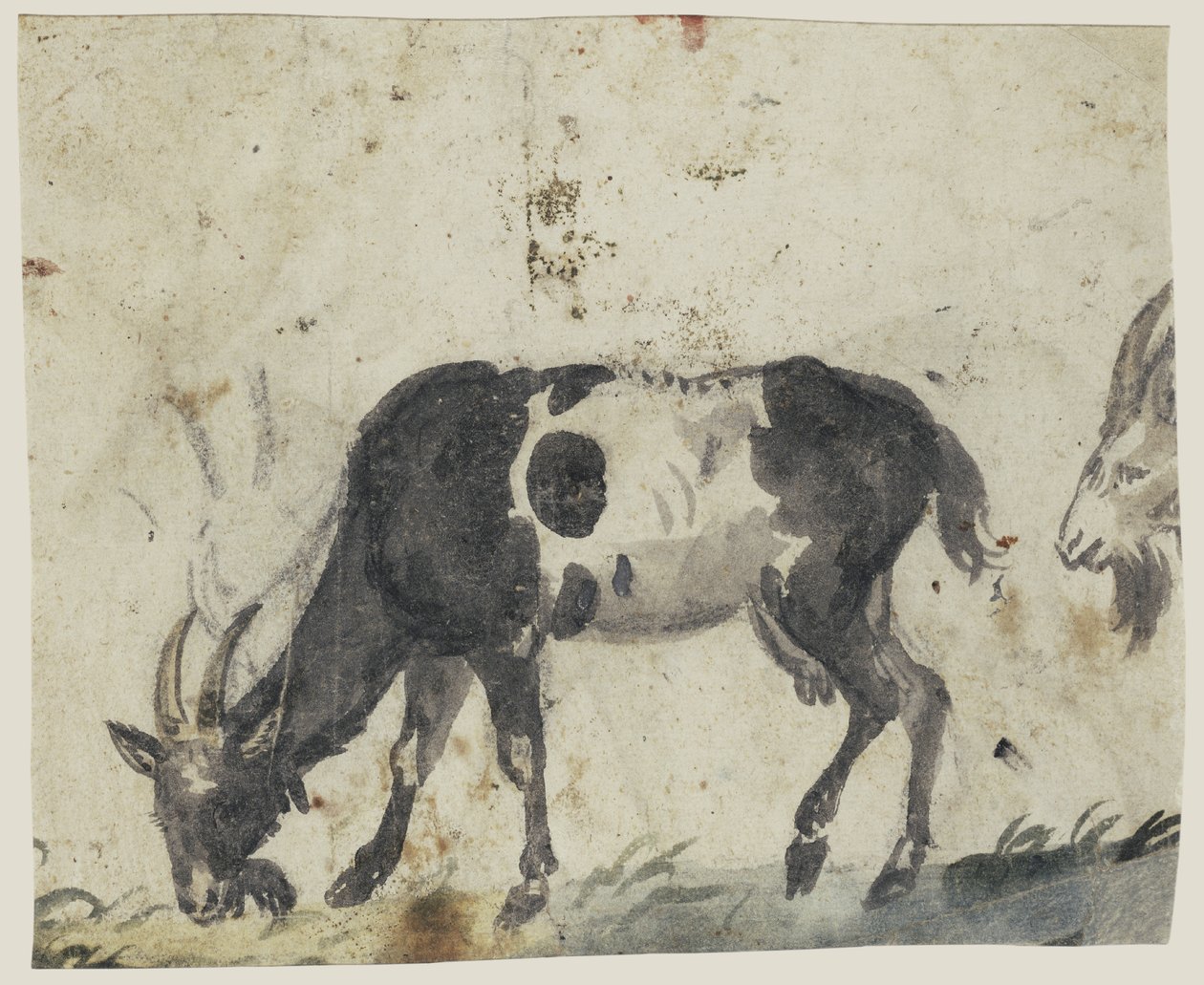 Ziegenin tutkimus tekijältä Lucas Cranach the Elder