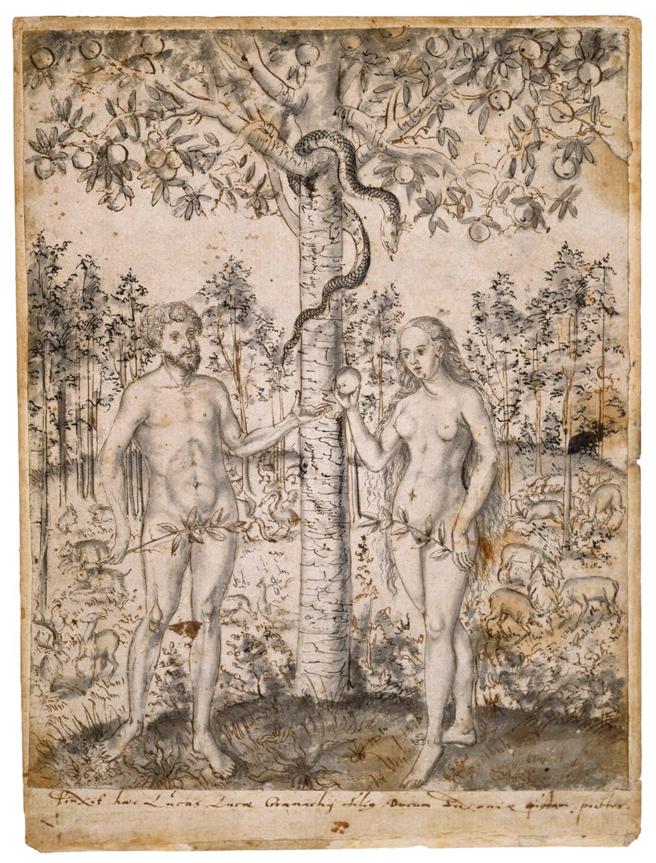The Fall of Man, vuoden 1549 jälkeen (kynä, musta ja ruskea muste, musta pesu paperille) tekijältä Lucas Cranach the Elder