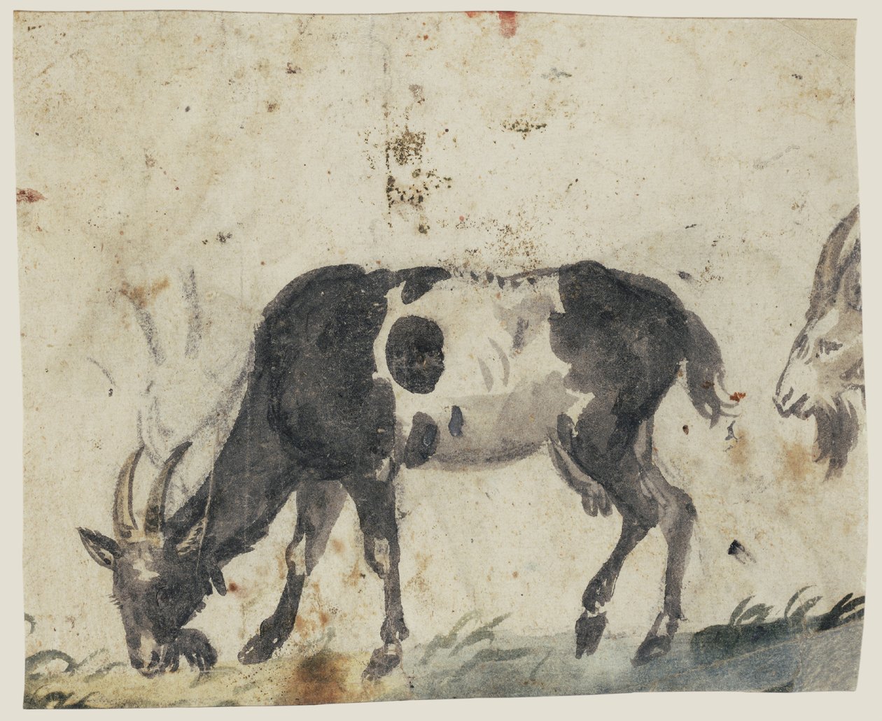 Study of Goats (verso), n. 1520-30 (harja mustalla, harmaalla, vihreällä pesuaineella ja mustalla liidulla) tekijältä Lucas the Elder Cranach