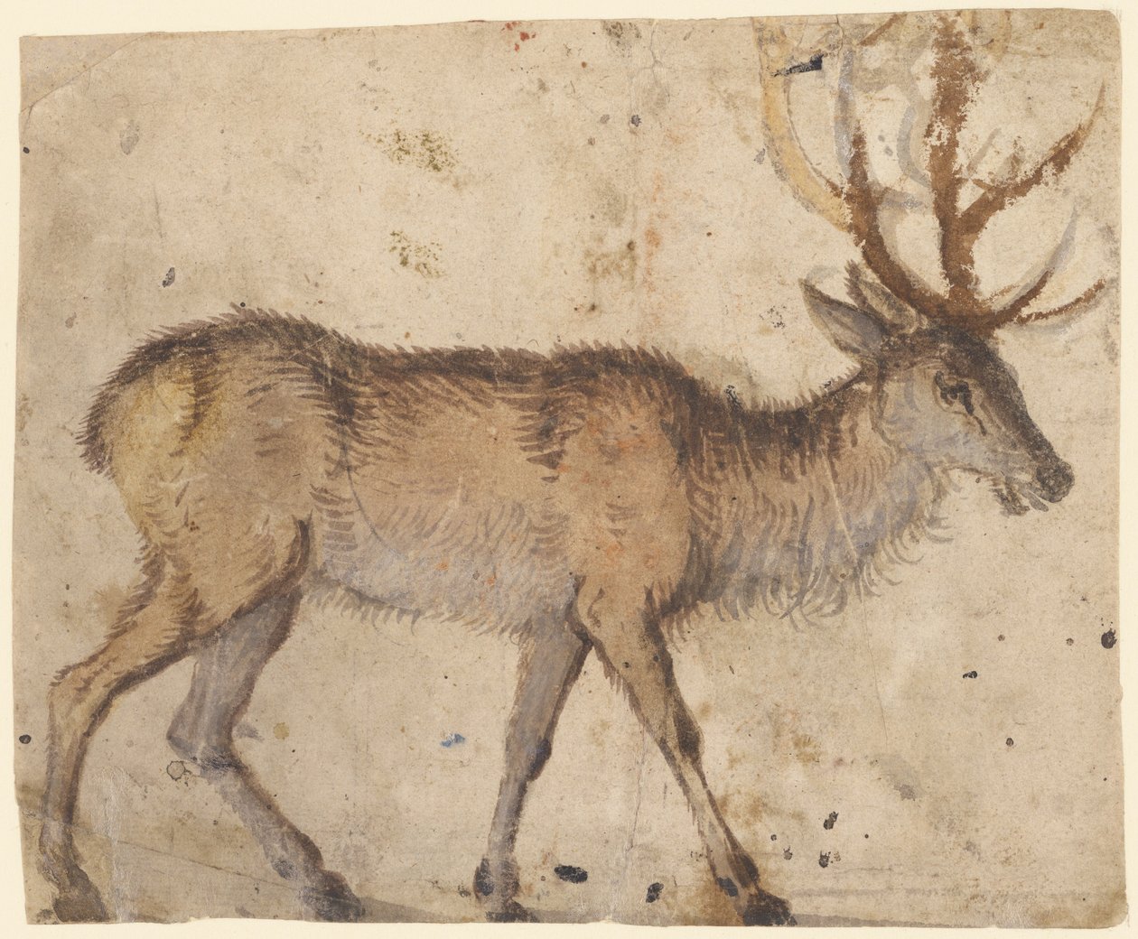 Study of Stag (recto), n. 1520-30 (harja ruskealla pesulla, korotettu valkoisella guassilla) tekijältä Lucas the Elder Cranach