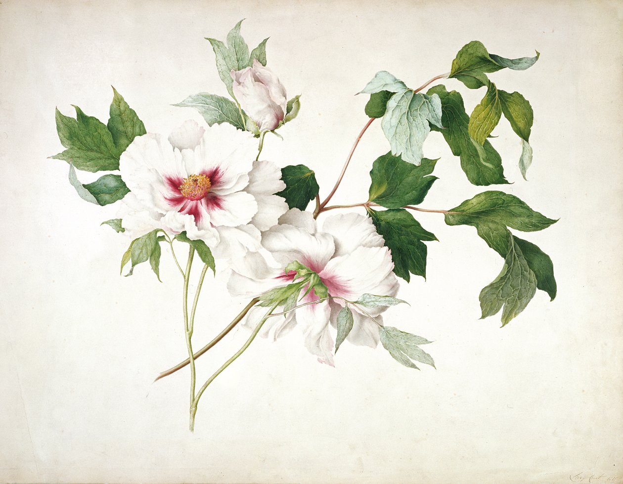 Japanilainen puupioni (Paeonia suffruticosa), 1815 (wc, guassi, arabikumi kynällä paperilla) tekijältä Lucy Cust