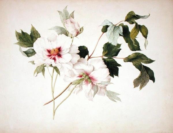 Paeonia suffruticosa tekijältä Lucy Cust