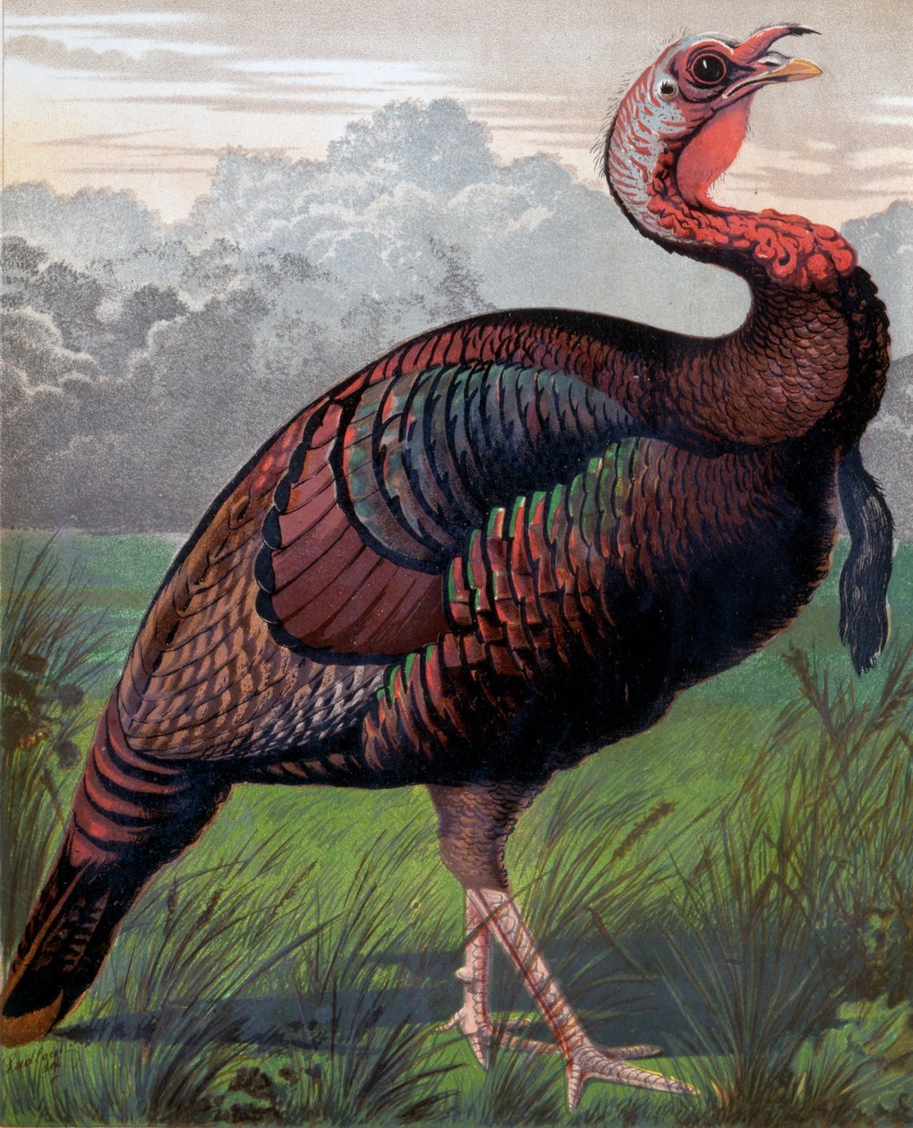 The Wild American Turkey Cock, kuvitus Cassells Poultry Bookista, kaiverrus Vincent Brooks (1814-1885) Day & Son tekijältä Ludlow