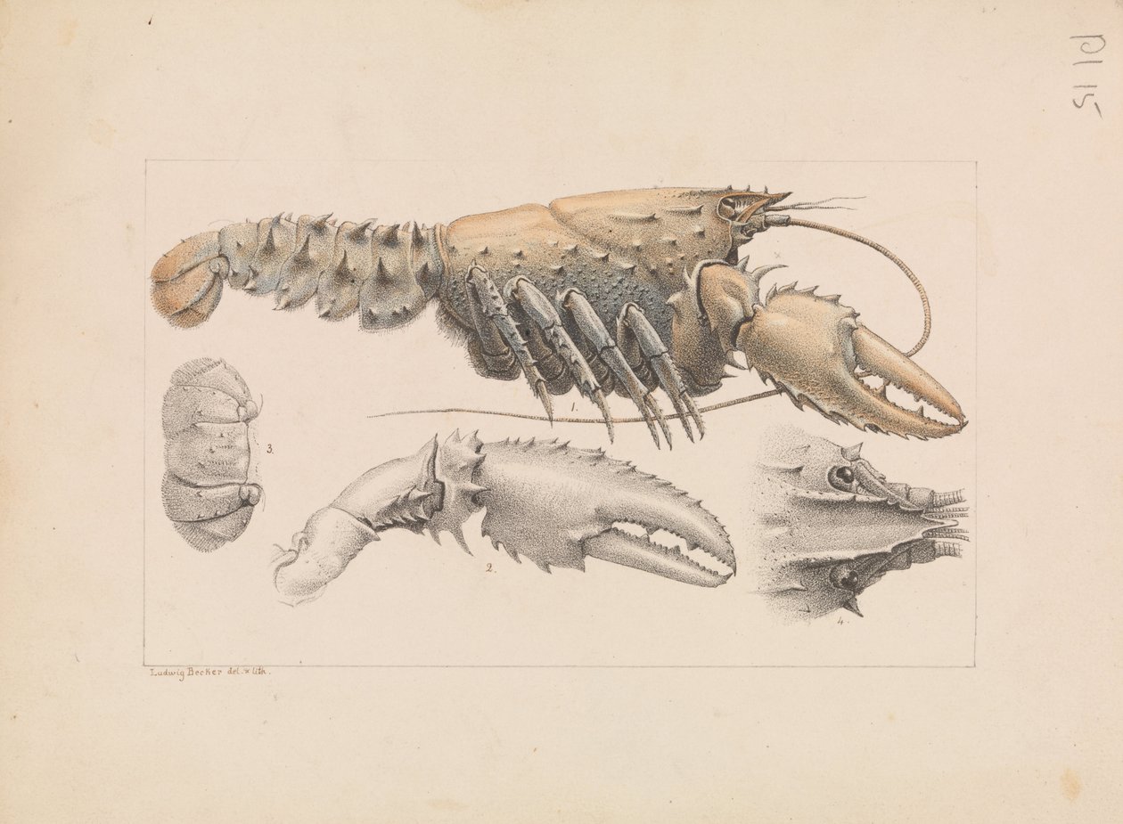 Murray Spiny Ravut, Euastacus armatus tekijältä Ludwig Becker