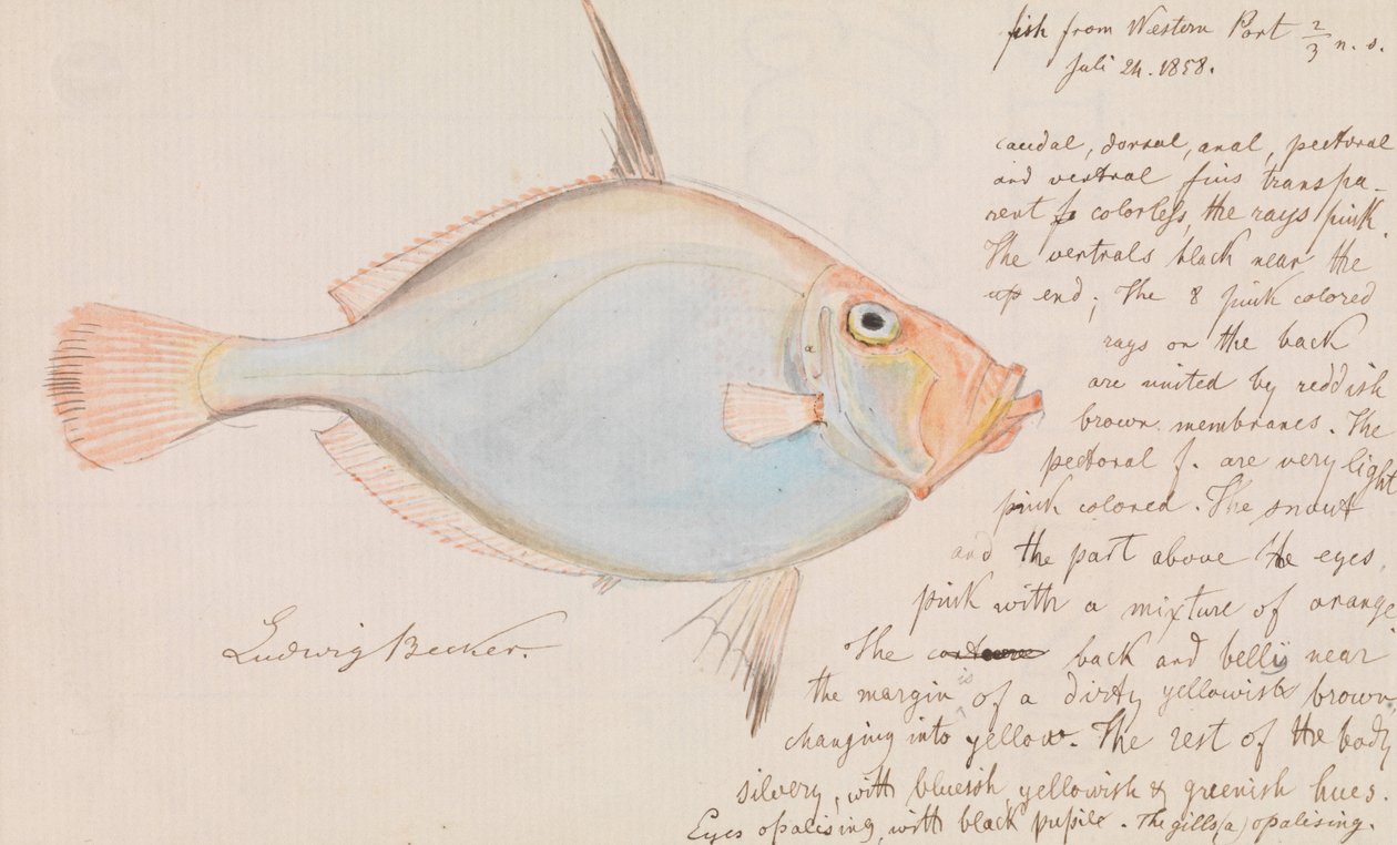 Silver Dory, Cyttus australis tekijältä Ludwig Becker
