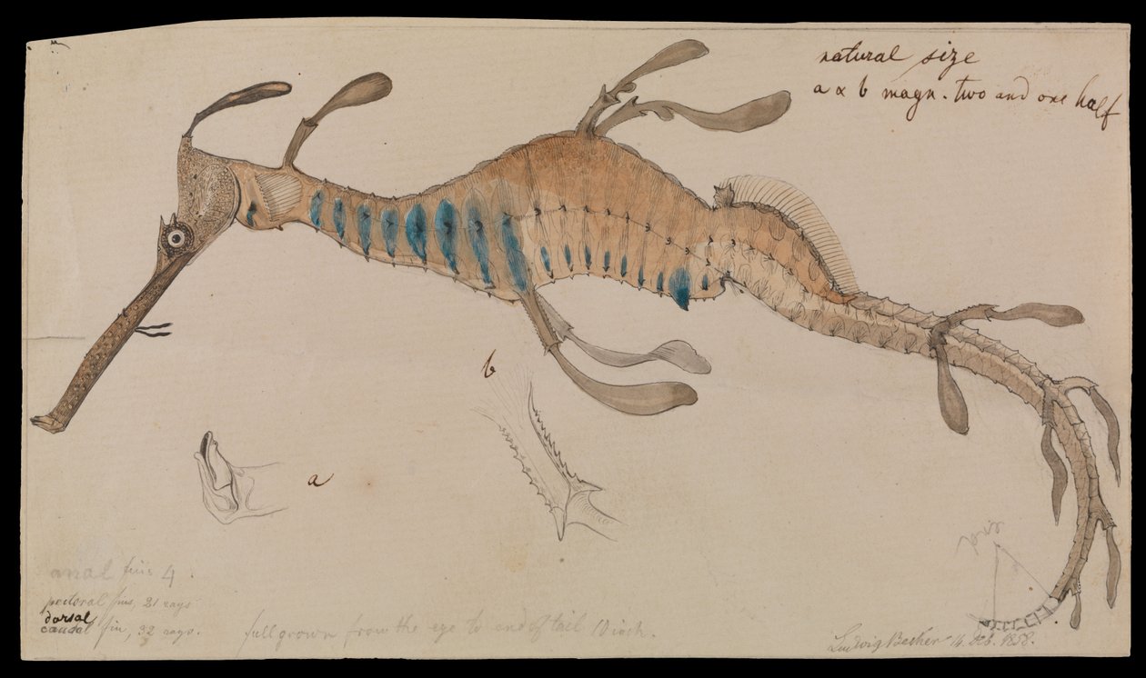 Rikkakasvi Seadragon, Phyllopteryx foliatus tekijältä Ludwig Becker