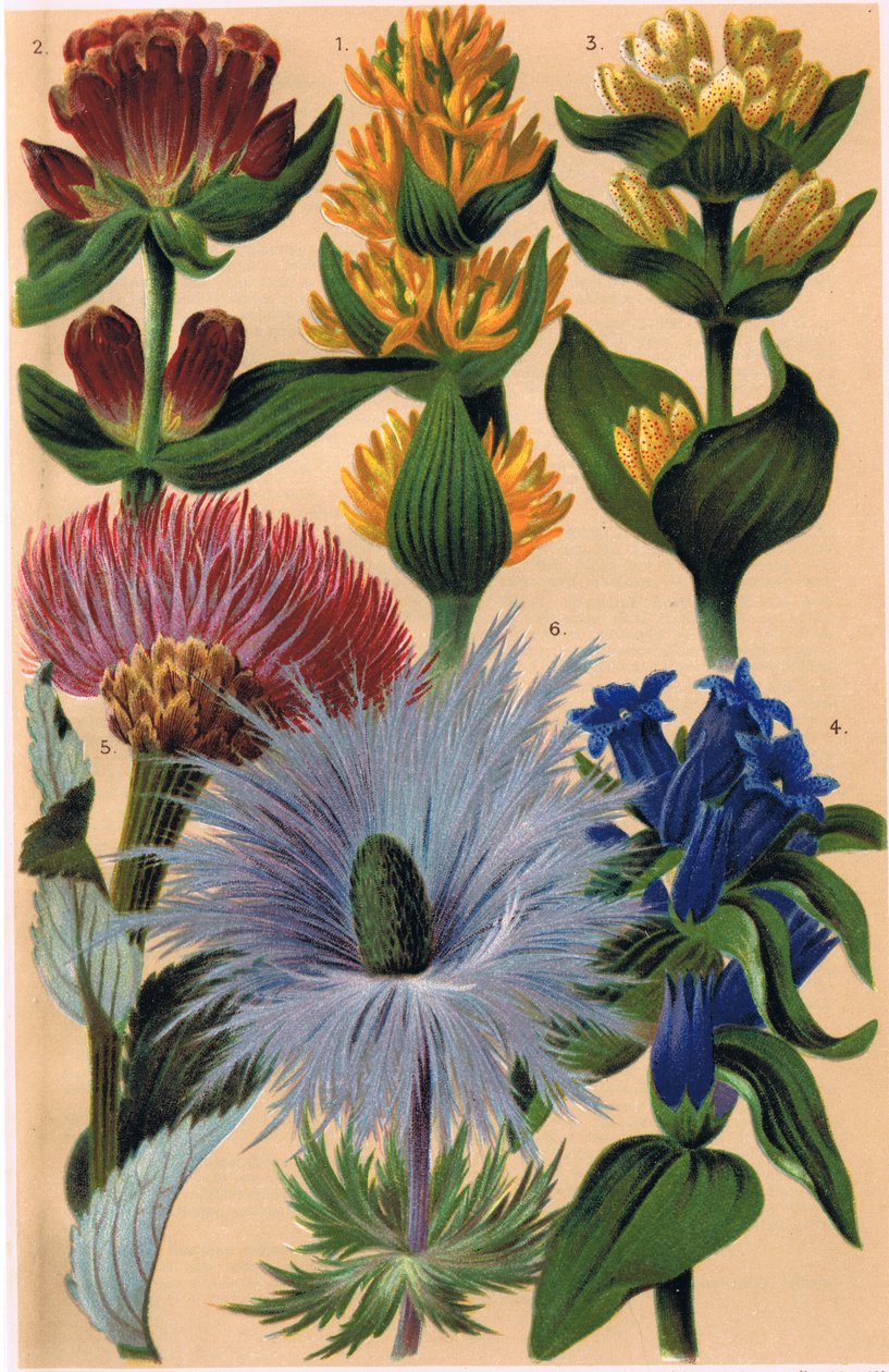 Alpine Plants, kuvitus professori C.S. Schroterin teoksesta "Alpine Flora", julkaistu 1921 tekijältä Ludwig Schroter