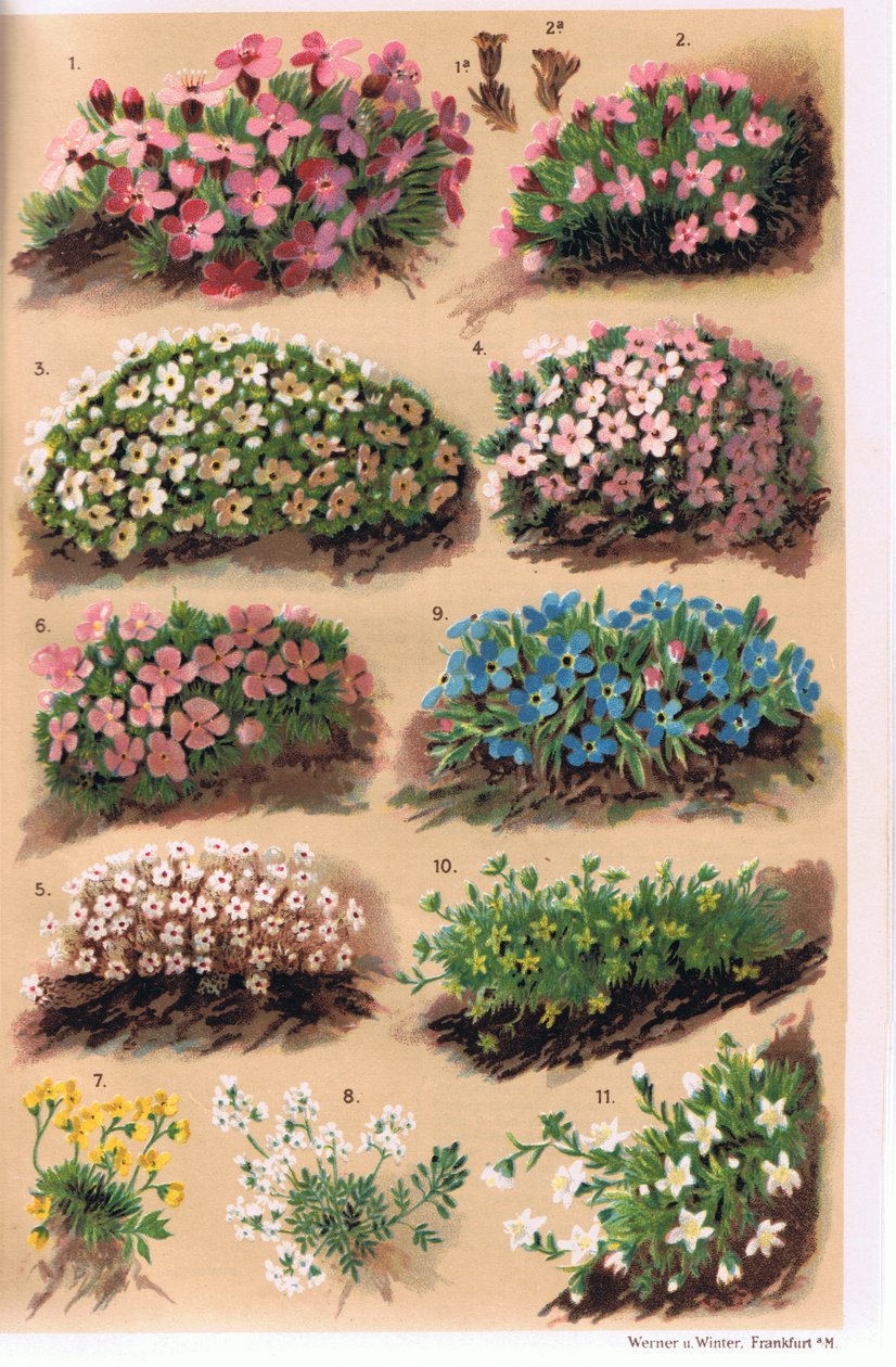 Alpine Plants, kuvitus professori C.S. Schroterin teoksesta "Alpine Flora", julkaistu 1921 tekijältä Ludwig Schroter