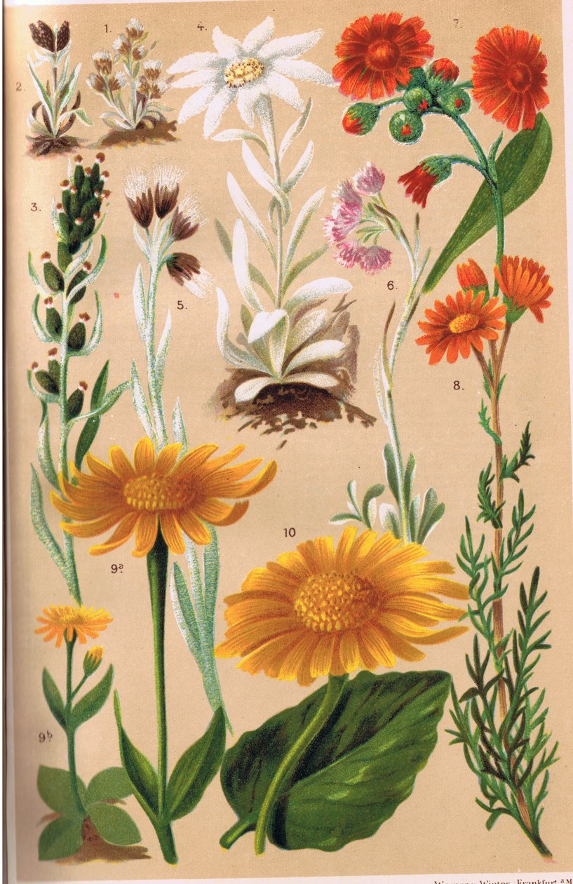 Alpine Plants, kuvitus professori C.S. Schroterin teoksesta "Alpine Flora", julkaistu 1921 tekijältä Ludwig Schroter