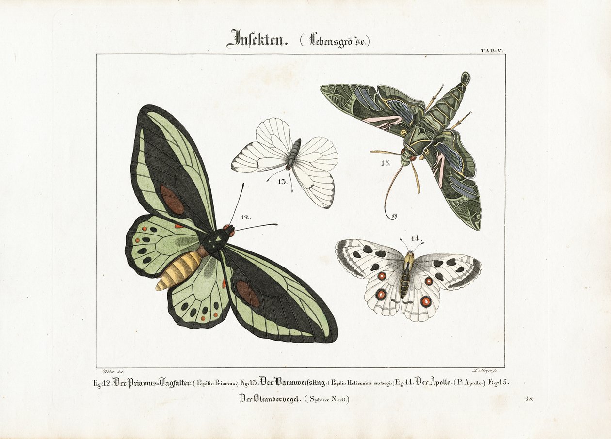 Perhoset ja Oleander Hawk-moth -perhonen tekijältä Ludwig Meyer