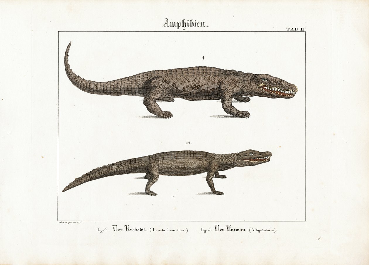 Krokotiili ja kaimaani tekijältä Ludwig Meyer
