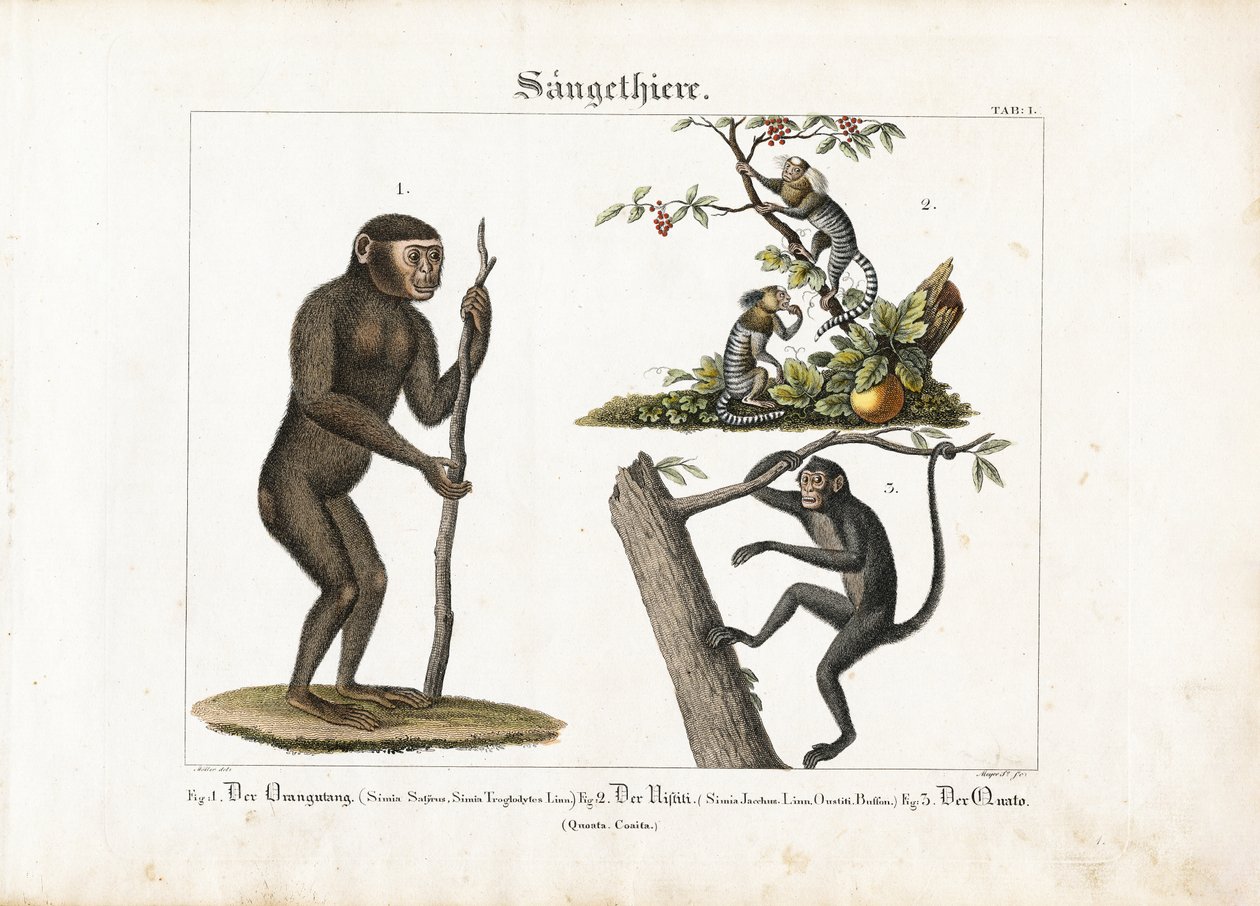 Kädelliset: Orangutan, Marmoset ja Hämähäkkiapina. tekijältä Ludwig Meyer