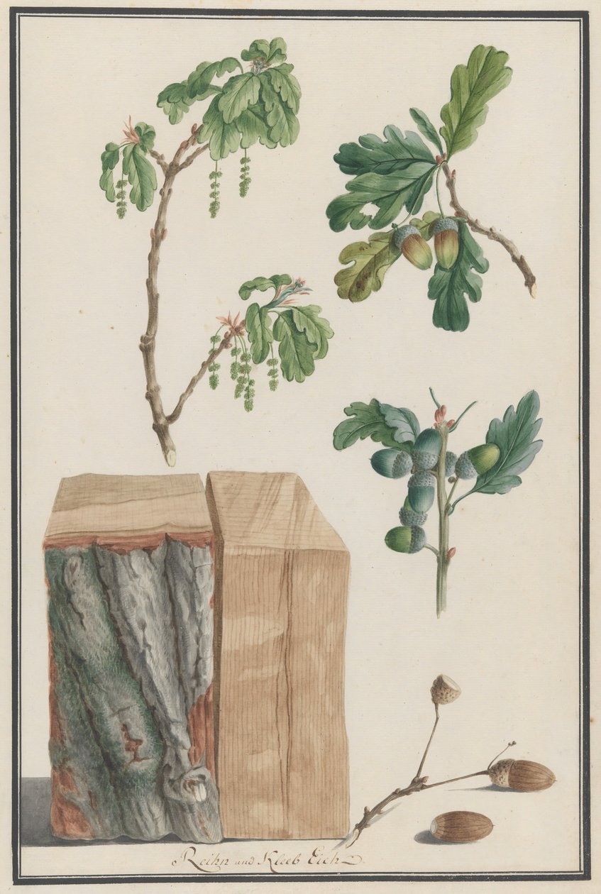 Tutkimuksia englantilaisen tammen Quercus robur, 1788 kukista, hedelmistä ja rungosta. tekijältä Ludwig Pfleger