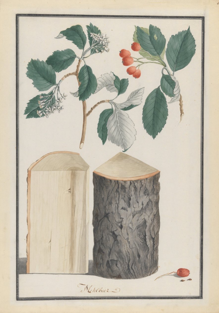 Tutkimuksia valkopapu Sorbus-alasuvun Aria lehtistä, kukista, hedelmistä ja rungosta, 1788. tekijältä Ludwig Pfleger