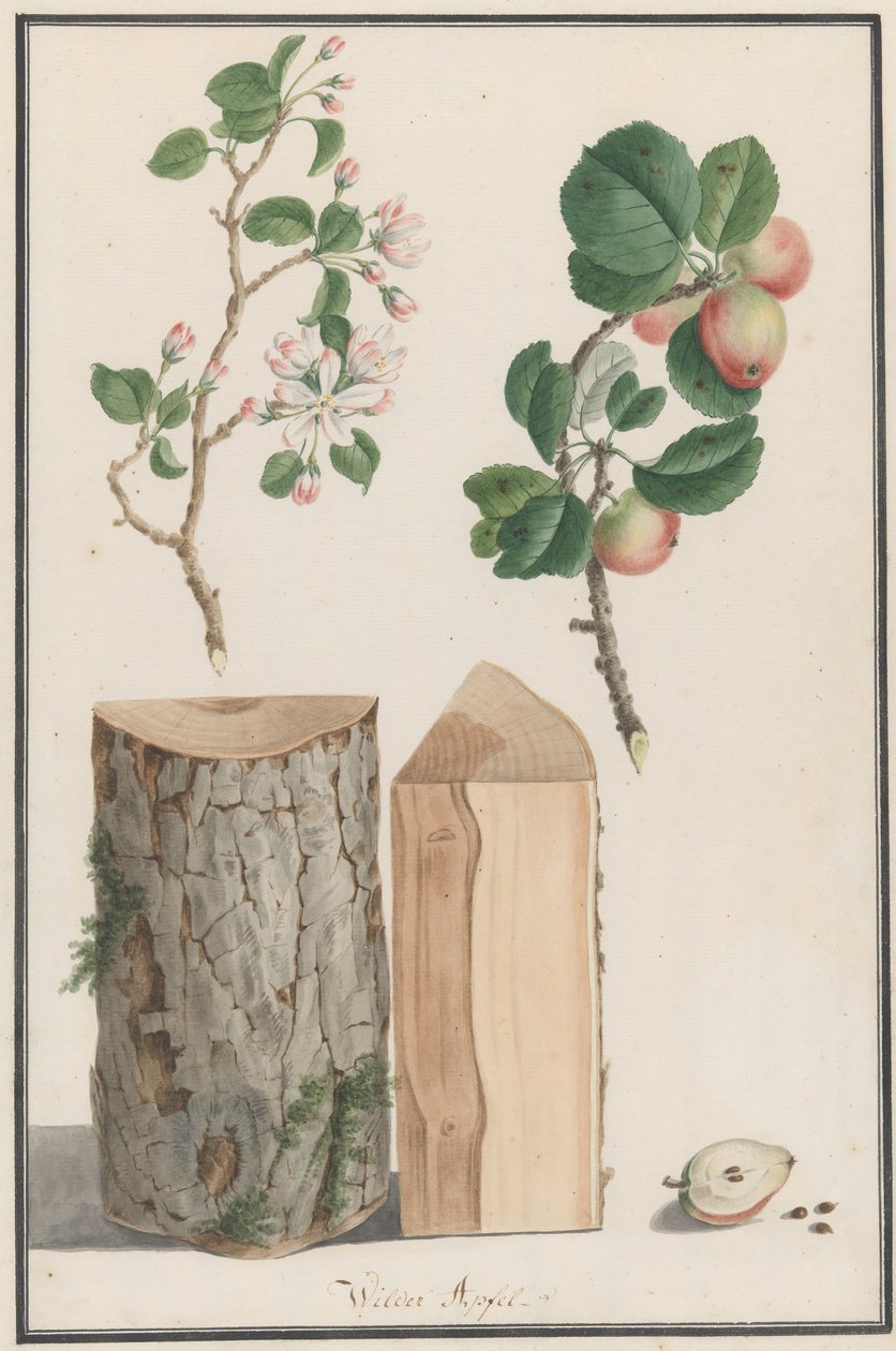 Tutkimuksia villiomenapuun Malus sylvestris rungosta, kukista ja hedelmistä, 1788. tekijältä Ludwig Pfleger