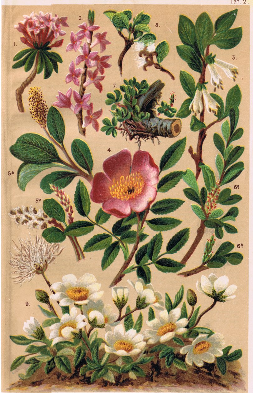 Alpine Plants, kuvitus professori C.S. Schroterin teoksesta "Alpine Flora", julkaistu 1921 tekijältä Ludwig Schroter