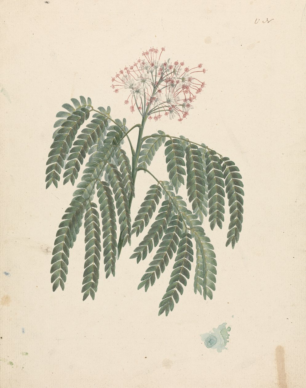 Albizia gummifera (J.F.Gmel.) C.A. Sm. (Gummy Albizia Tree): valmis piirros, jossa on pieniä vaihteluita kukintapäässä tekijältä Luigi Balugani