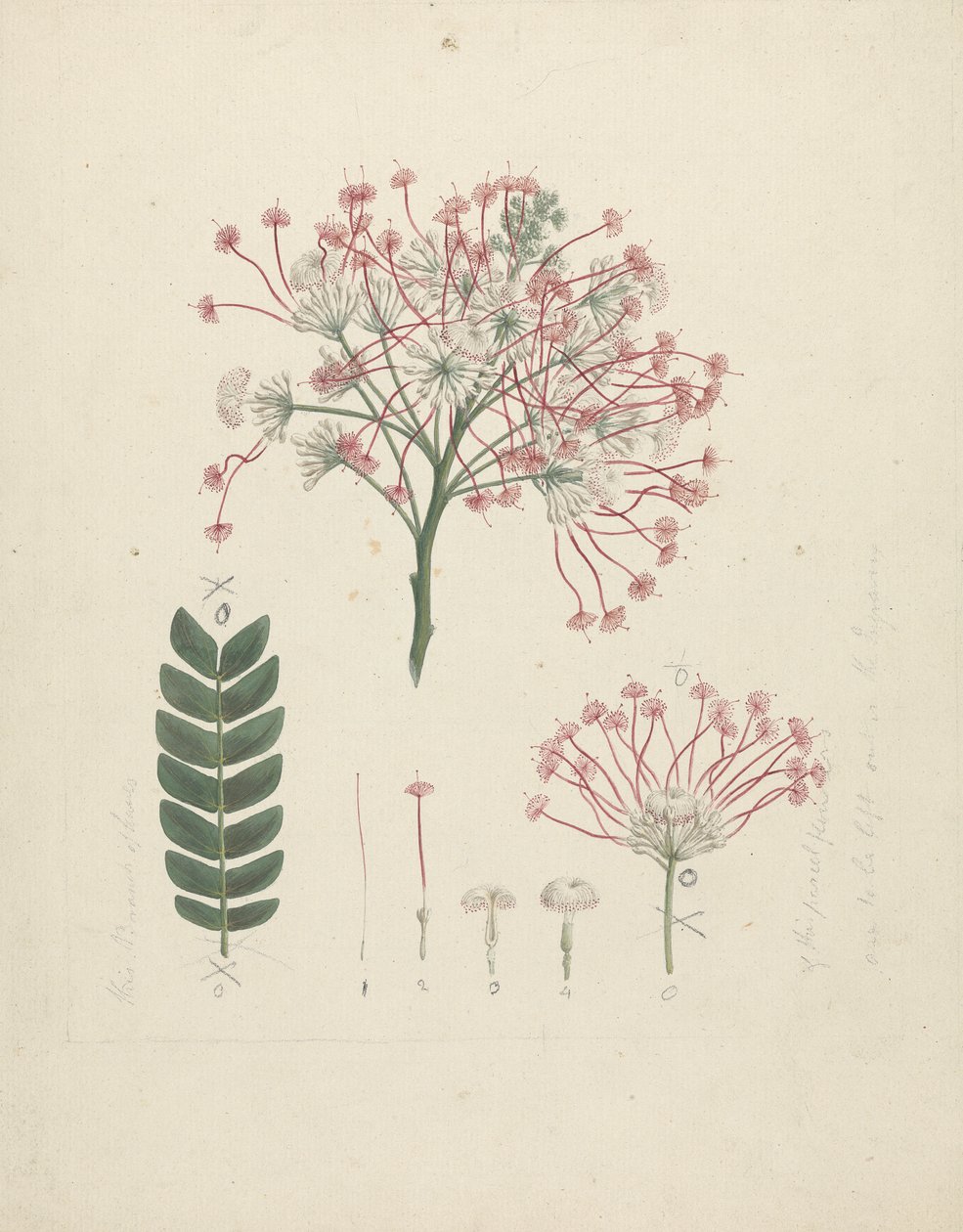 Albizia gummifera (J.F. Gmel.) C.A. Sm. (Gummy Albizia Tree): valmis piirros kukkivasta versonpäästä, jossa yksityiskohdat kukinnasta, kukista ja lehdistä tekijältä Luigi Balugani