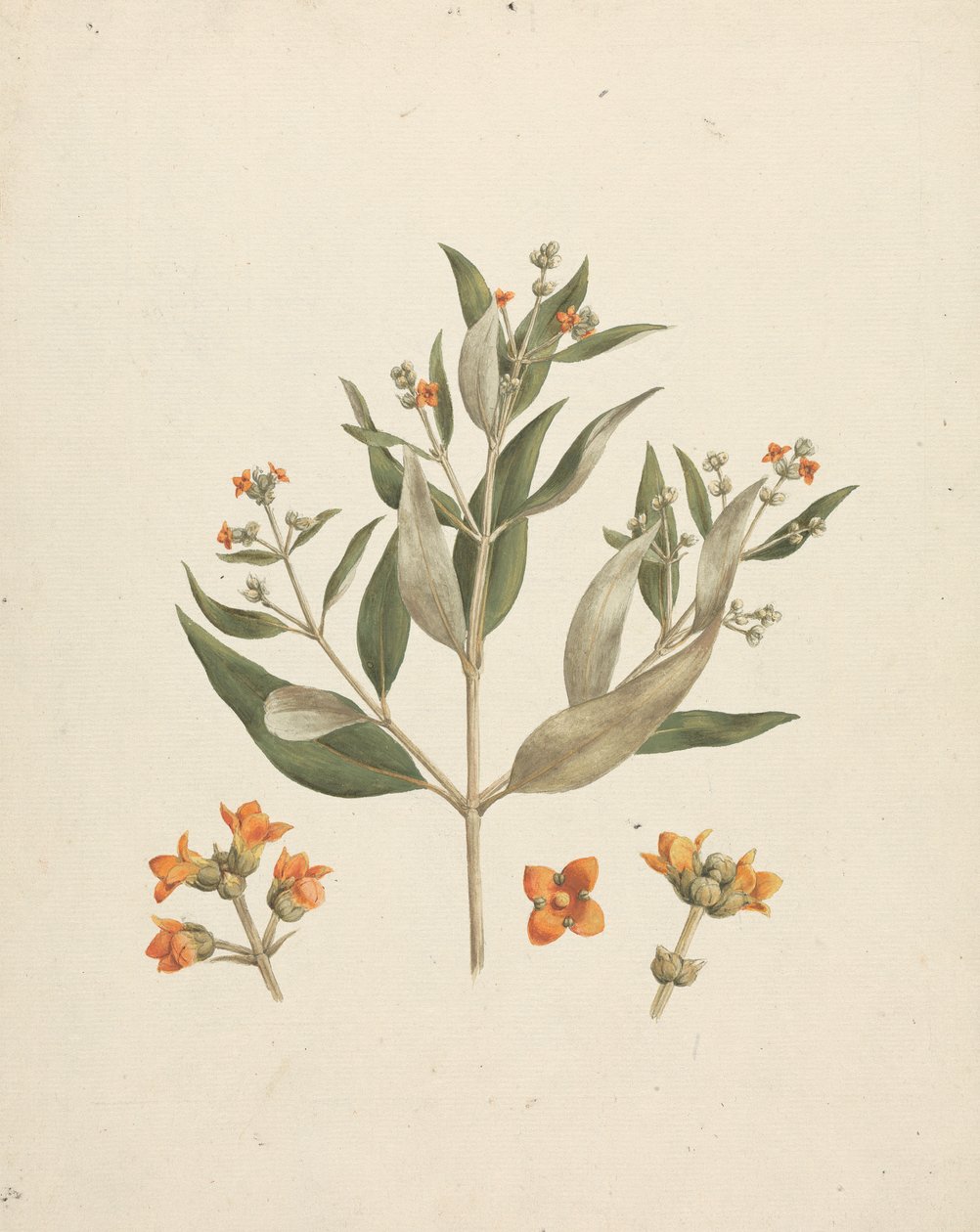 Avicennia marina (Forssk.) Vierh. (White Mangrove): valmis piirros kukkivasta versosta kukkien yksityiskohdilla tekijältä Luigi Balugani