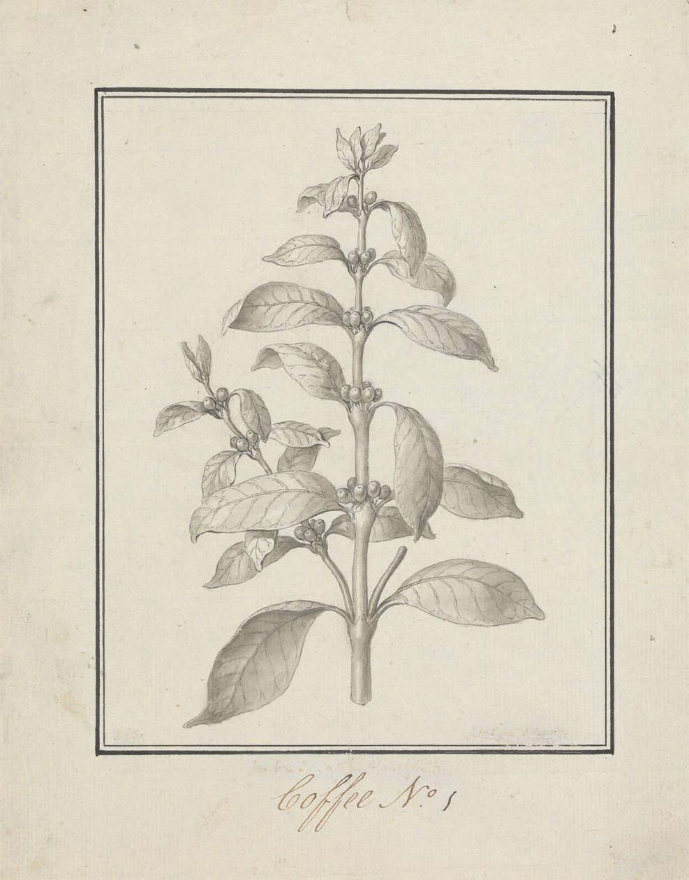 Coffea arabica L. (Arabica Coffee): valmis piirros vehreästä versosta ja marjoista tekijältä Luigi Balugani