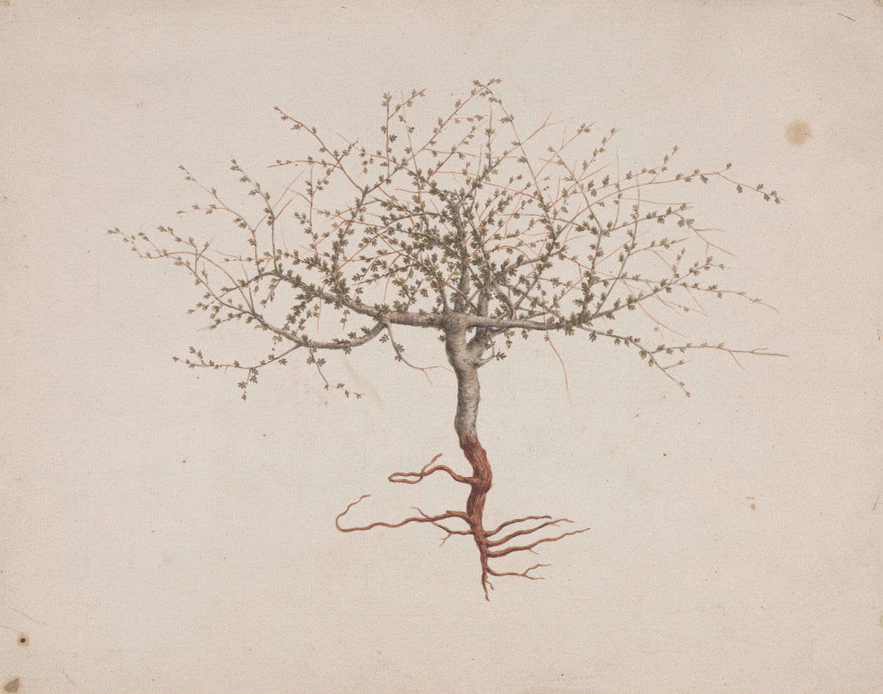 Commiphora gileadensis (L.) C. Chr. (Balm of Gilead, Opobalsam): valmis piirtäminen, jos puun tapa (juurineen) tekijältä Luigi Balugani