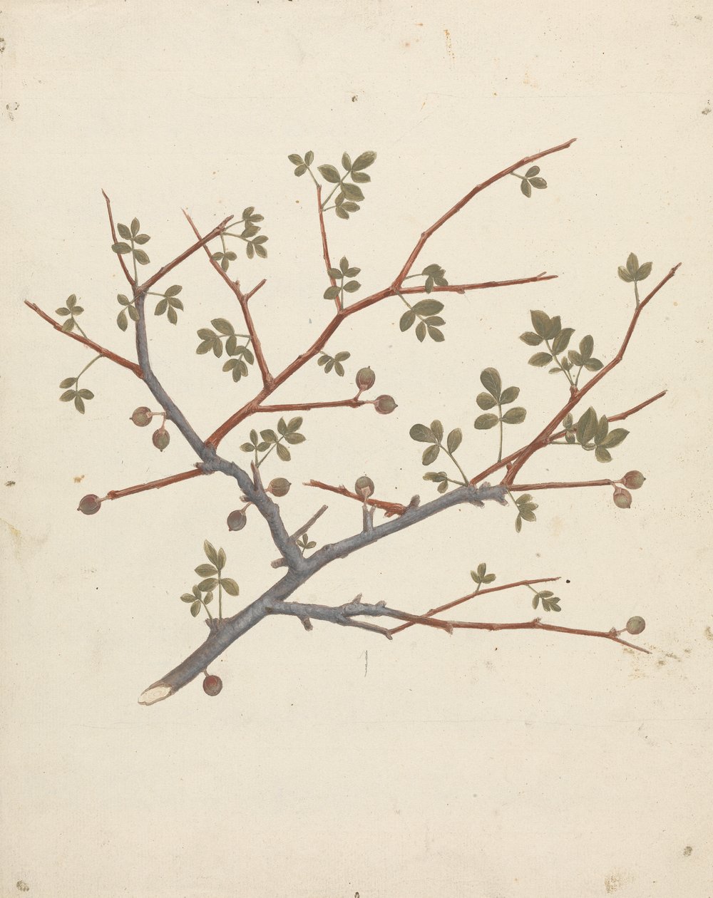 Commiphora gileadensis (L.) C. Chr. (Balm of Gilead, Opobalsam): valmis piirros hedelmäoksasta tekijältä Luigi Balugani