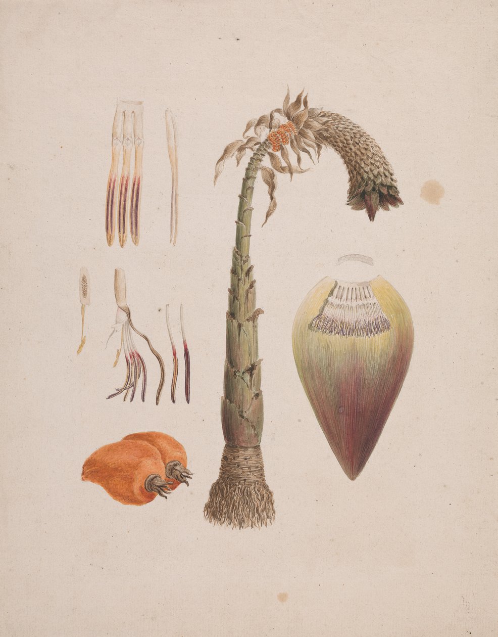 Ensete ventricosum (Welw.) Cheesman (African Wild Banana): valmis piirros tekijältä Luigi Balugani