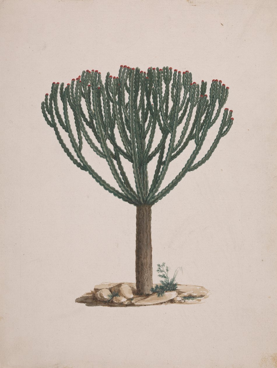 Euphorbia abyssinica J.F. Gmel. (Ethiopian Tree-Spurge): valmis piirros puun tavasta tekijältä Luigi Balugani