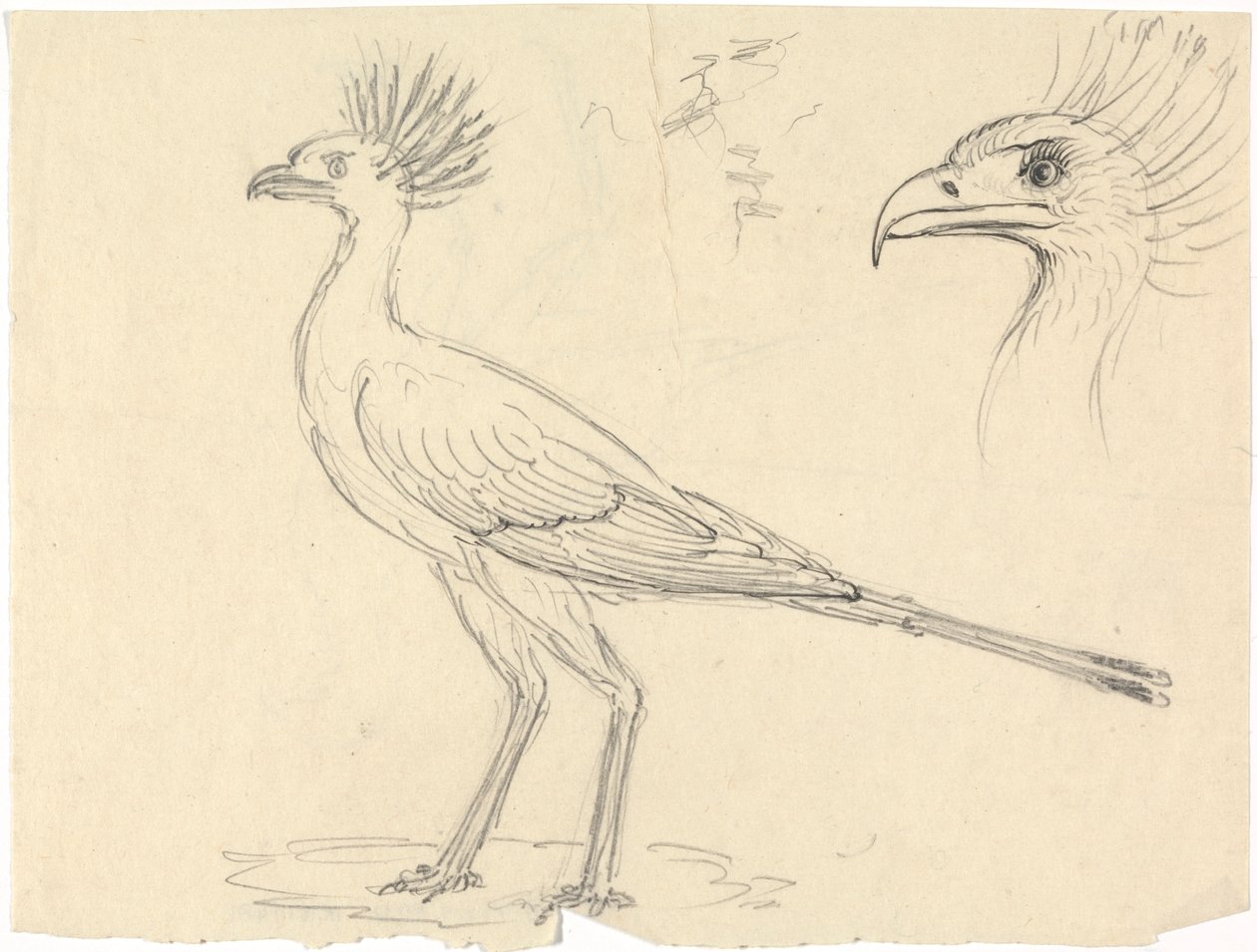 Sihteeri Bird tekijältä Luigi Balugani