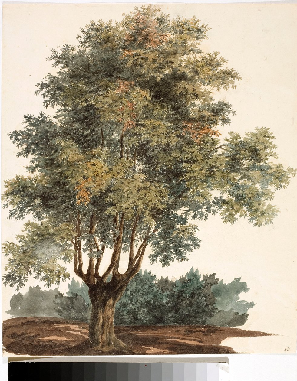 Puu (akvarelli, noin 1825) tekijältä Luigi Garibbo