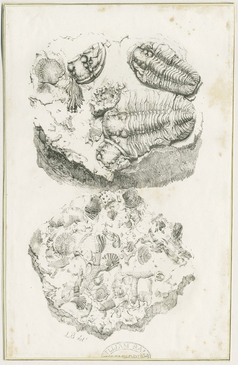 Dudley - Fossiilit: litografia, nd [n. 1825] (painokuva) tekijältä Luke Booker