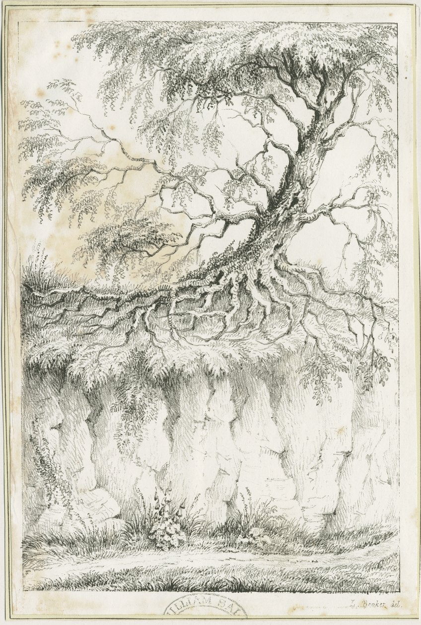 Dudley - puu: litografia, nd [n. 1825] (vedos) (kuva) tekijältä Luke Booker