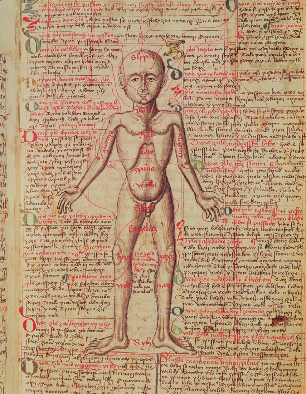 Ihmiskehon anatomia, "Tractatus de Pestilencia" tekijältä M, Albik