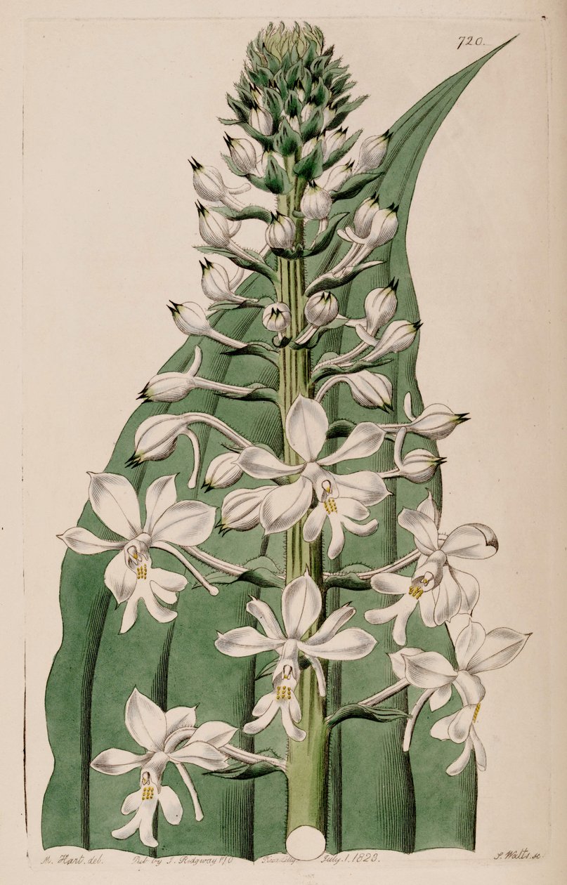 Kuva Calanthe triplicatasta (syn. Calanthe veratrifolia) (kukinto) tekijältä M. Hart