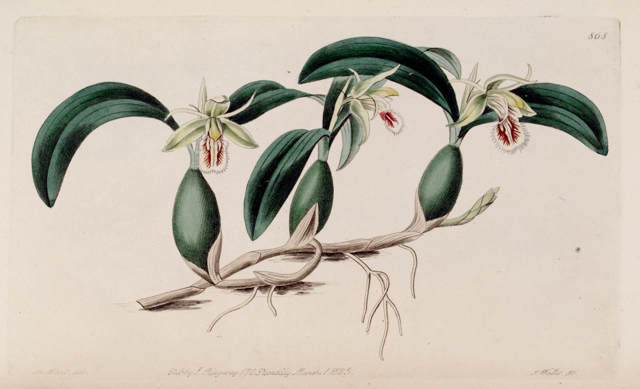 Kuva Coelogyne fimbriatasta tekijältä M. Hart