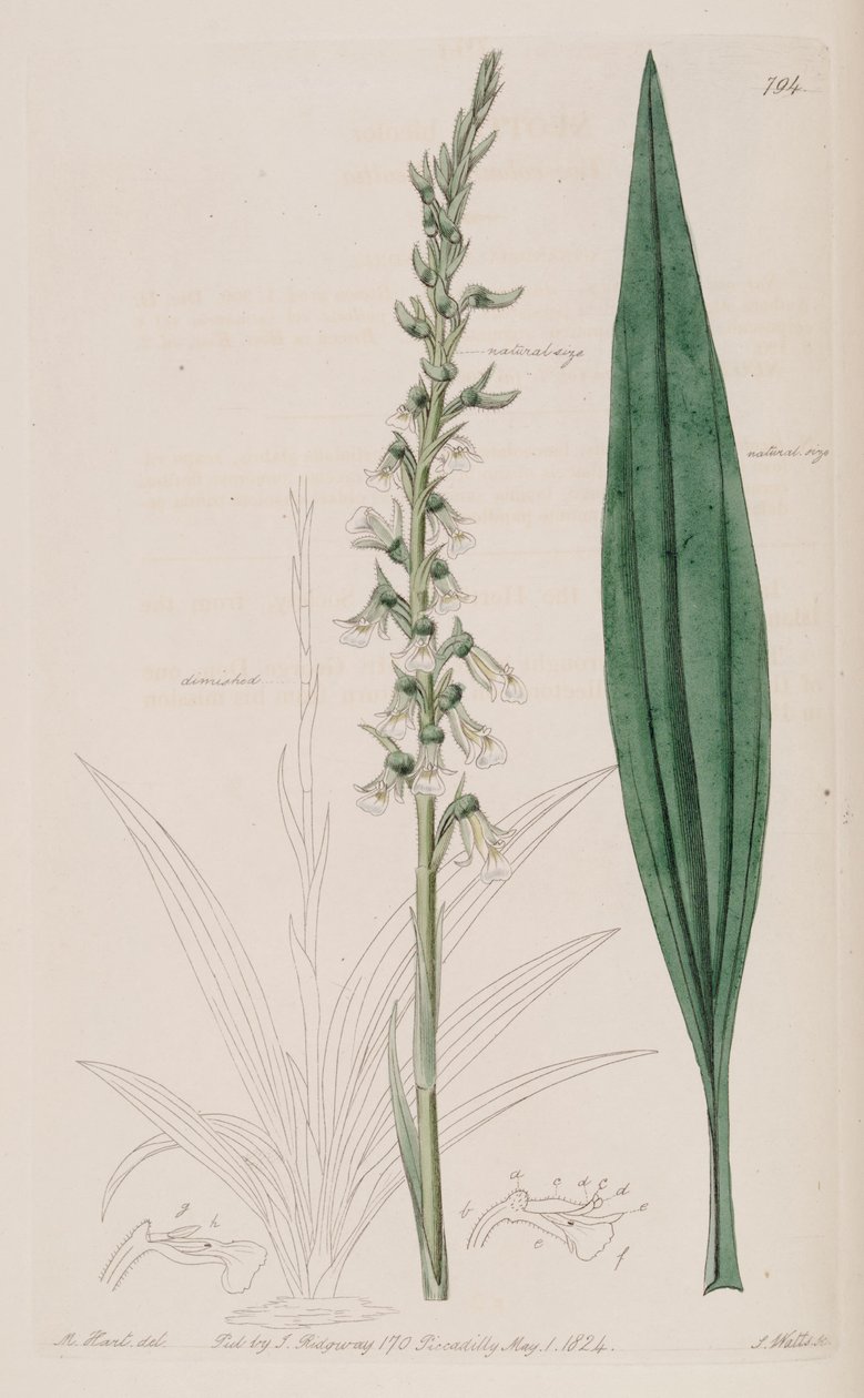 Kuva Cyclopogon bicolorista (syn. Neottia bicolor) tekijältä M. Hart