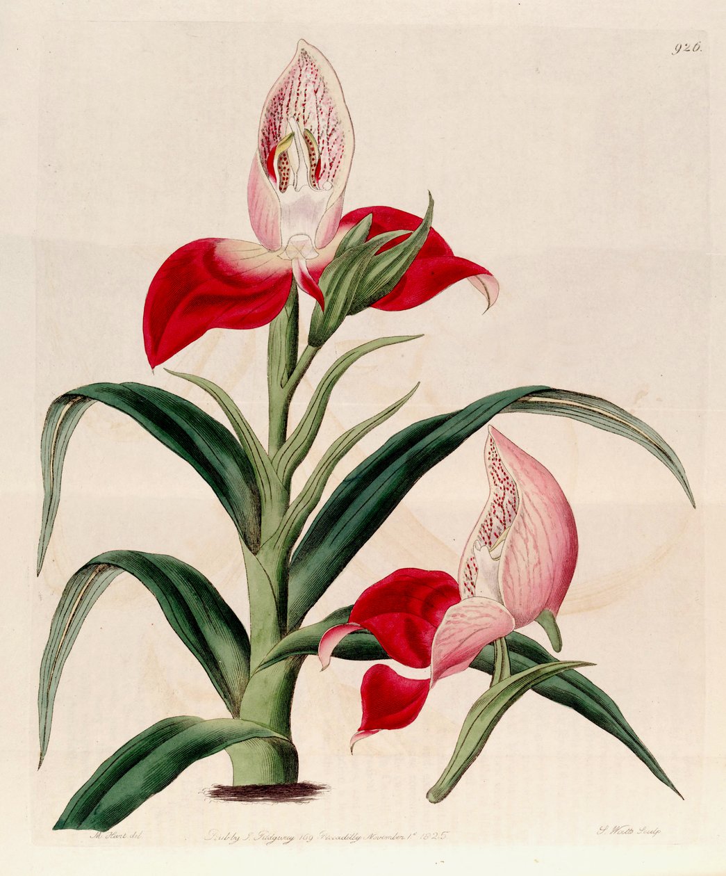 Kuva Disa uniflorasta (syn. Disa grandiflora) tekijältä M. Hart