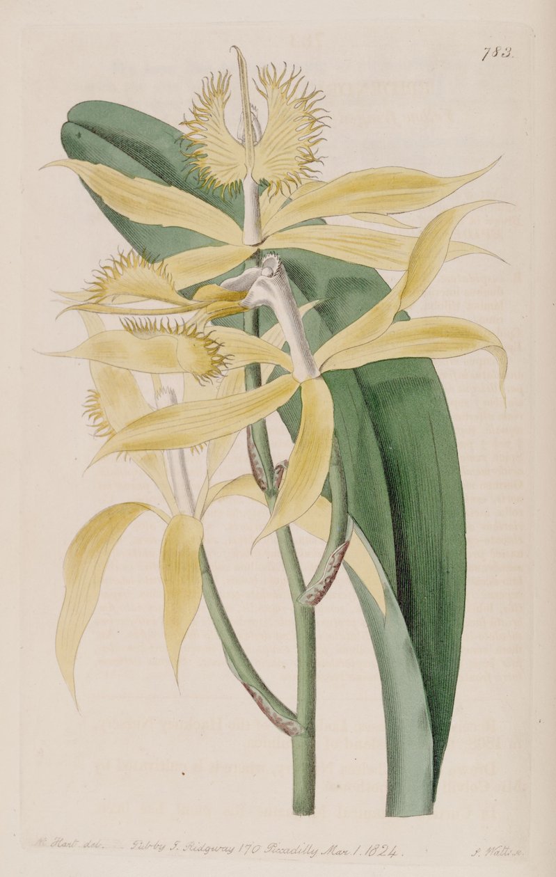 Kuva Epidendrum ciliare (syn. Epidendrum cuspidatum) tekijältä M. Hart