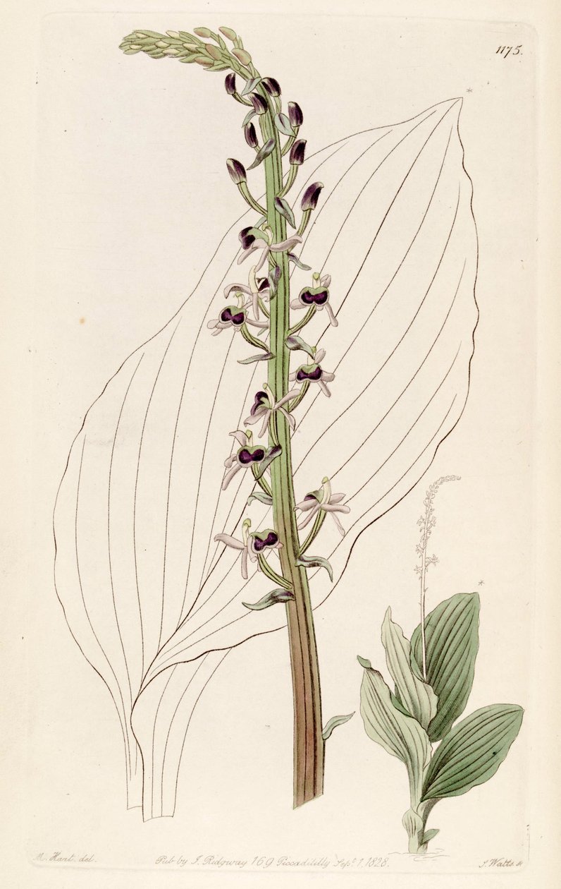 Kuva Liparis nervosa ssp. nervosa (syn. Liparis elata) tekijältä M. Hart