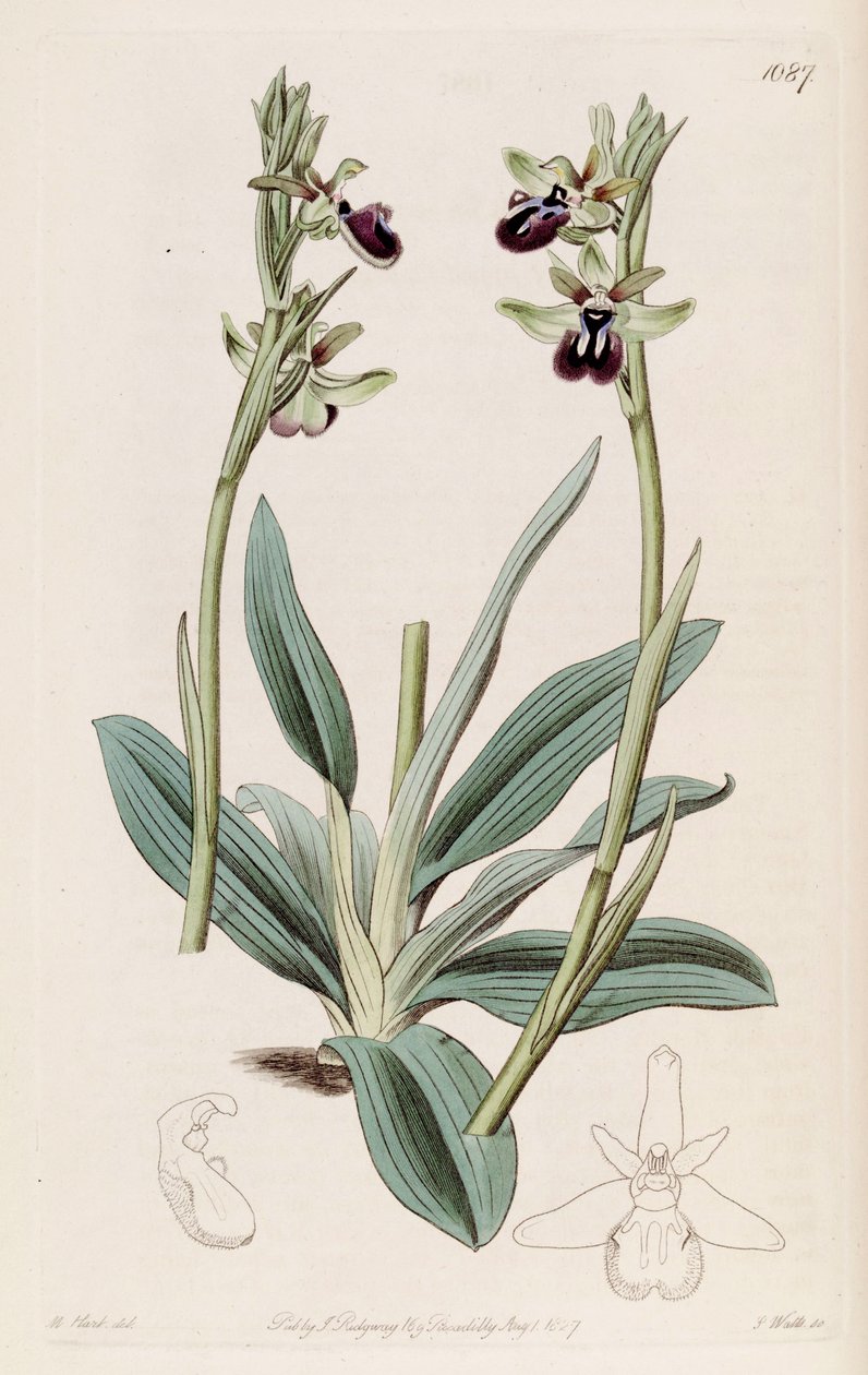 Kuva Ophrys sphegodes subsp. atrata (syn. Ophrys atrata) tekijältä M. Hart