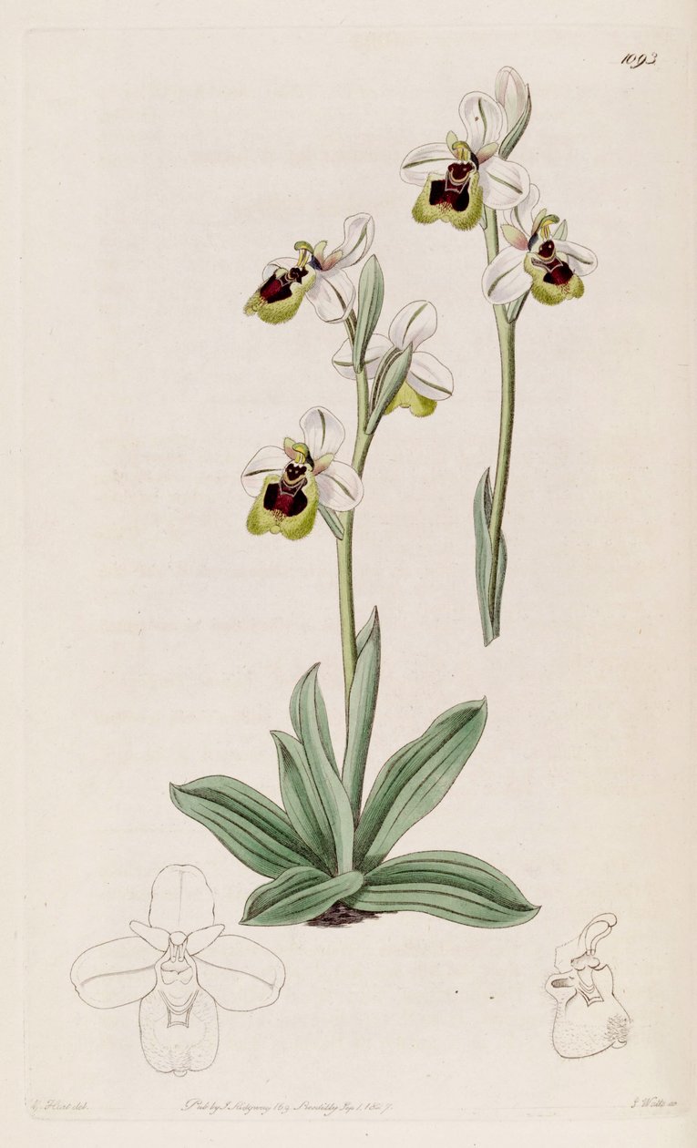 Kuva Ophrys tenthredinifera tekijältä M. Hart
