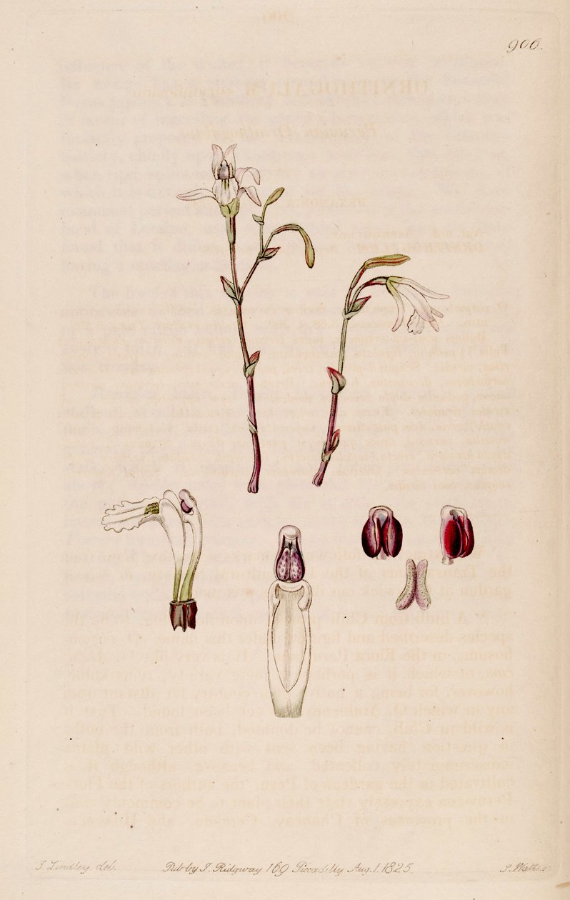 Kuva Pogonia ophioglossoides (syn. Pogonia pendula) tekijältä M. Hart