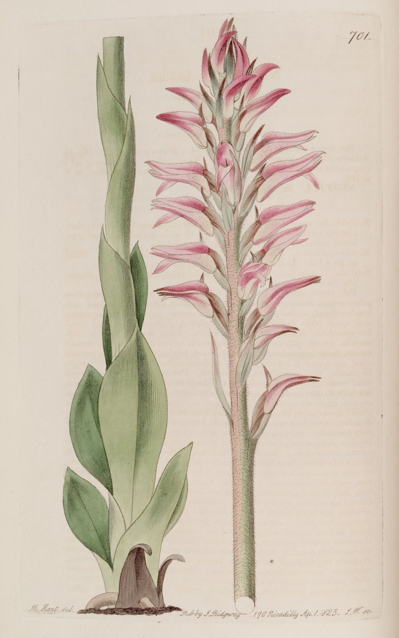 Kuva Sacoila lanceolata (syn. Neottia orchioides) tekijältä M. Hart