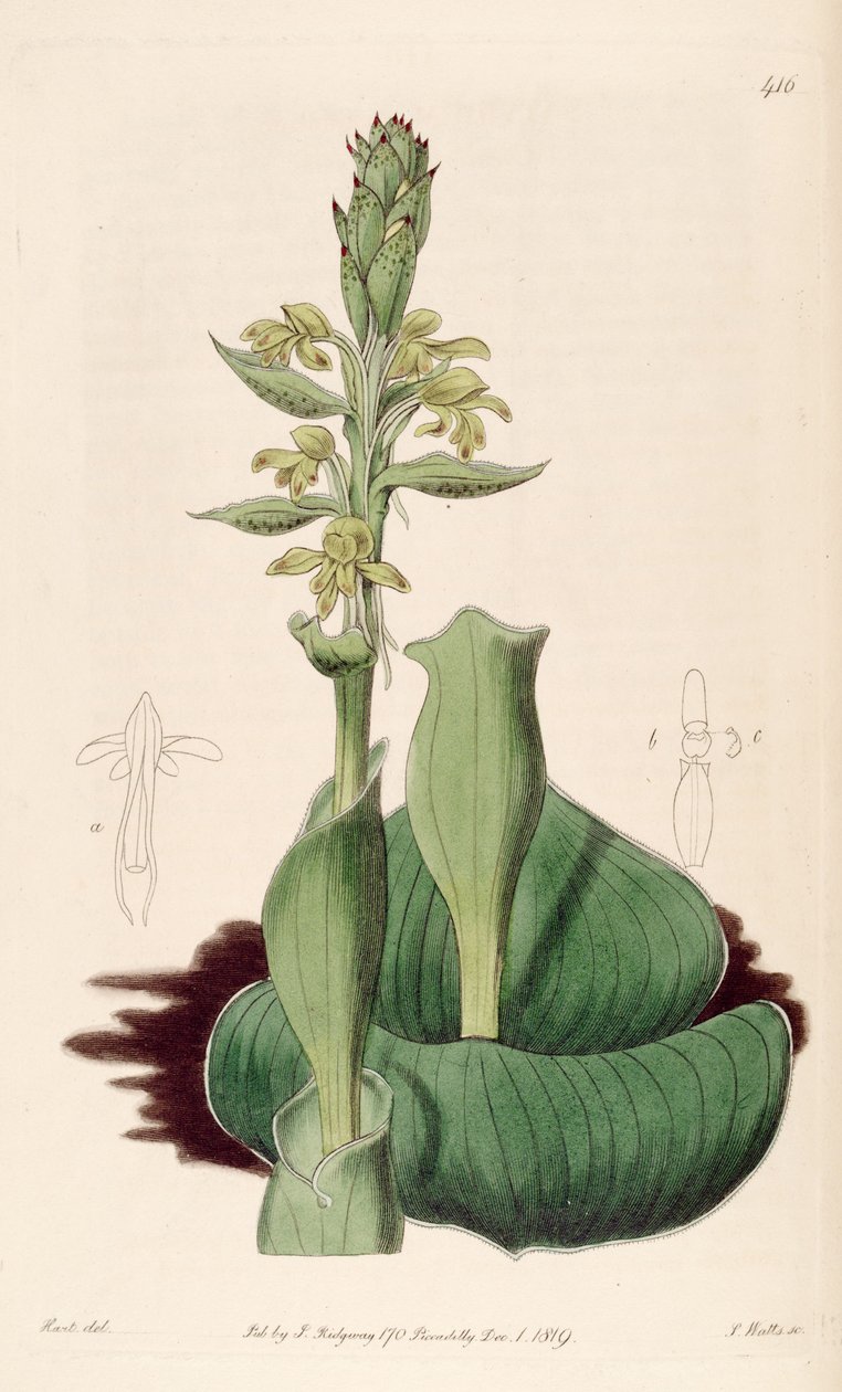 Kuva Satyrium bicorne (syn. Satyrium cucullatum) tekijältä M. Hart