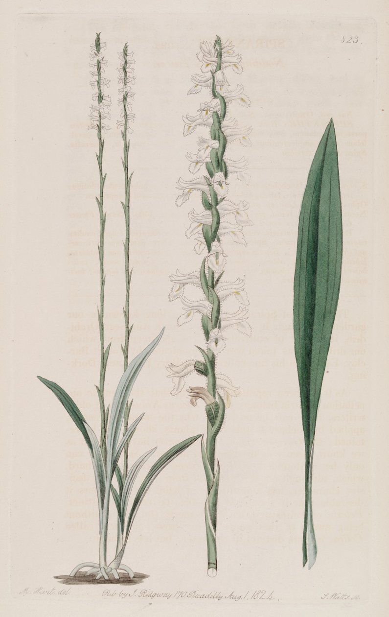 Kuva Spiranthes cernua tekijältä M. Hart